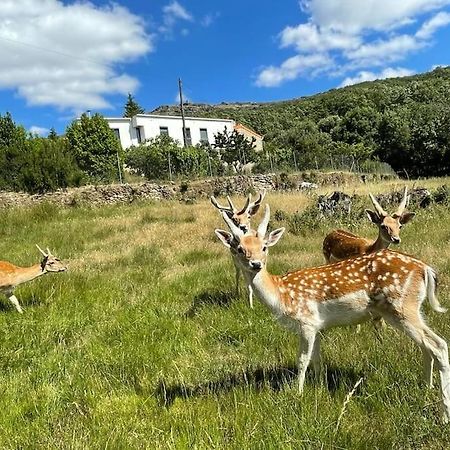 Апартаменты Quinta Do Borges 2 Гуарда Экстерьер фото