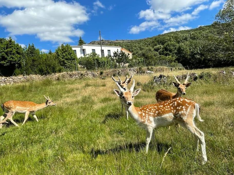 Апартаменты Quinta Do Borges 2 Гуарда Экстерьер фото